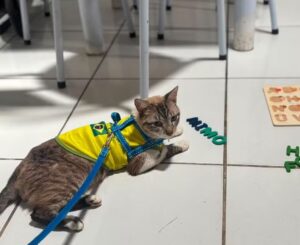 Gato desaparecido há quase dois meses em Arapiraca é encontrado em Natal (RN)