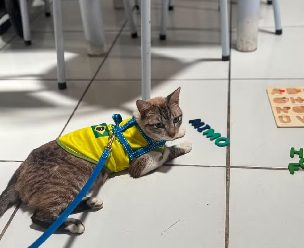 Gato desaparecido há quase dois meses em Arapiraca é encontrado em Natal (RN)
