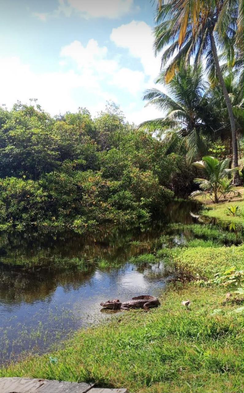 Jacarés afugentam banhistas e motivam nova sinalização em Jequiá da Praia